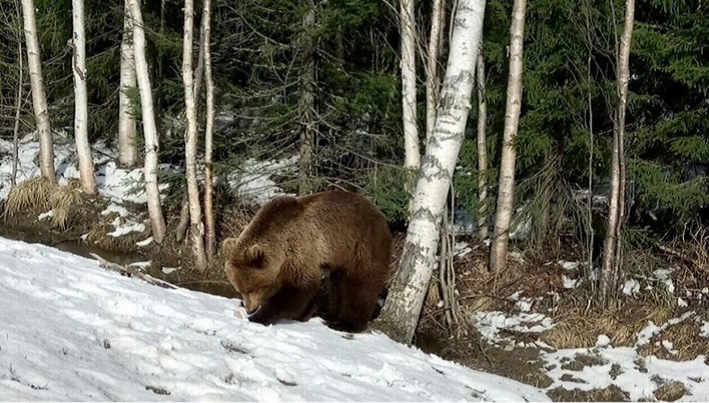 В поисках еды медведи снова начали выходить на трассы в Карелии. Фото и видео