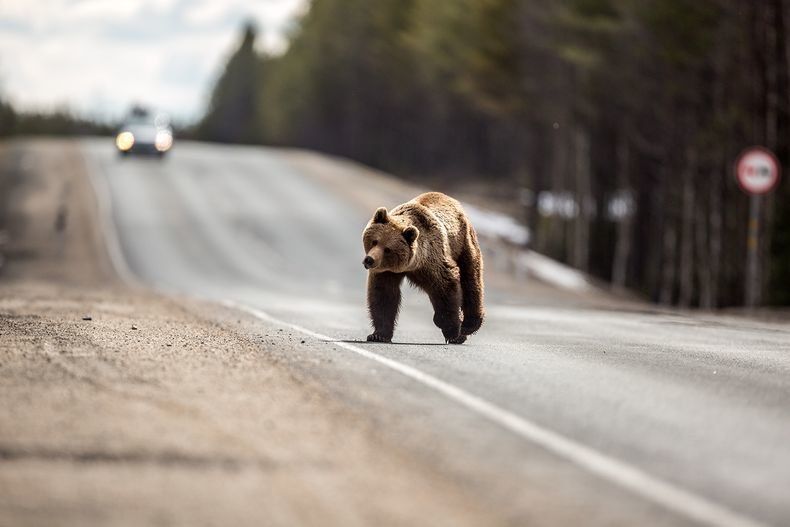 Медведь в Карелии атаковал автомобиль. Подробности инцидента с участием редактора «Карелия.Ньюс»