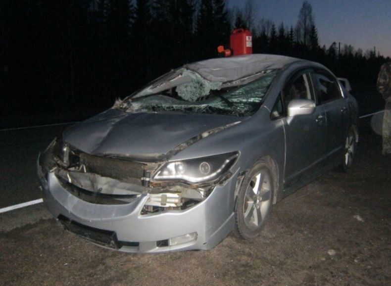 Еще одного лося вчера сбили на трассе «Кола». Как избежать столкновения?