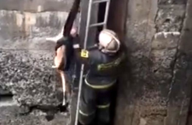 Сотрудники МЧС спасли тонущую в Лососинке собаку