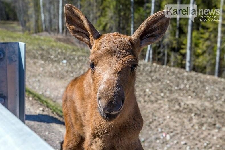 История маленького лосенка, у которого потерялась мама