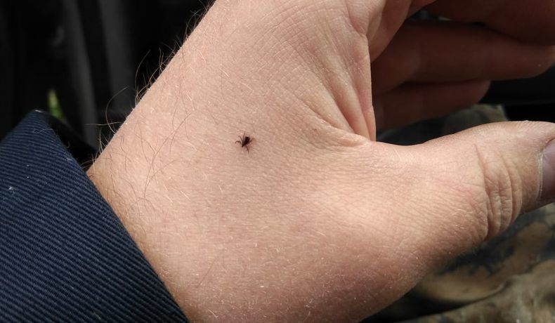 Добрались до Калевалы. Клещи за неделю укусили более 450 человек