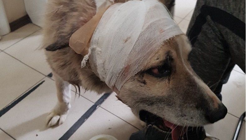 В Карелии зоозащитники спасают изуродованную живодером бездомную собаку