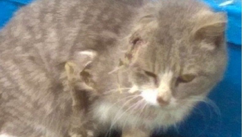Петрозаводские зоозащитники разыскивают кота без уха. Ему нужна помощь!