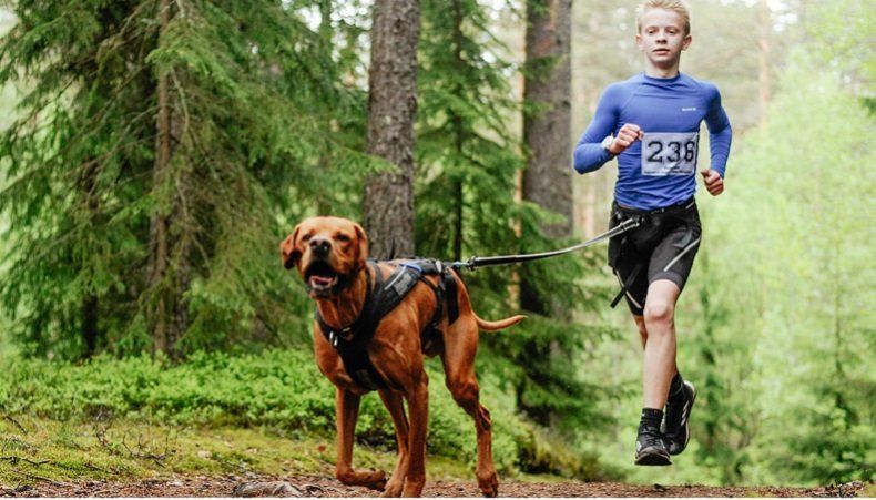 В Рускеала пройдет первый в истории Карелии Открытый Чемпионат и первенство республики по ездовому спорту