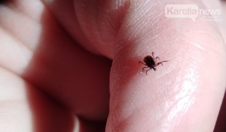 Клещи в Карелии стали кусать реже