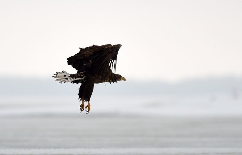 Сразу семь птенцов краснокнижного орлана-белохвоста родились в парке «Водлозерский»