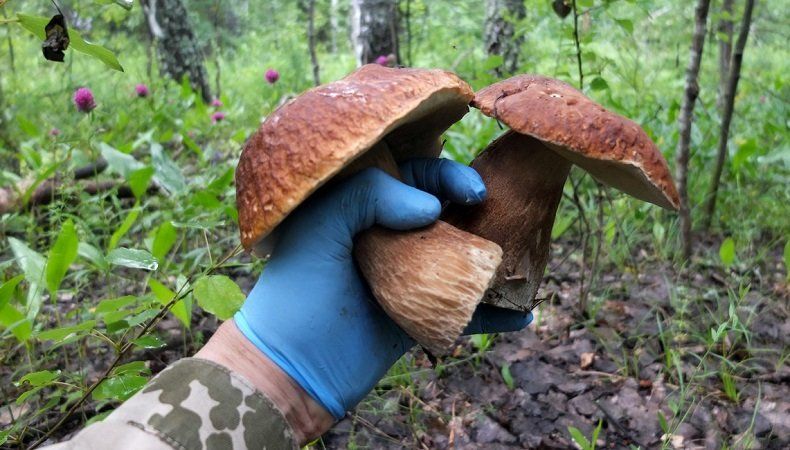 Ученый-биолог рассказал о видах на урожай грибов в Карелии в этом сезоне