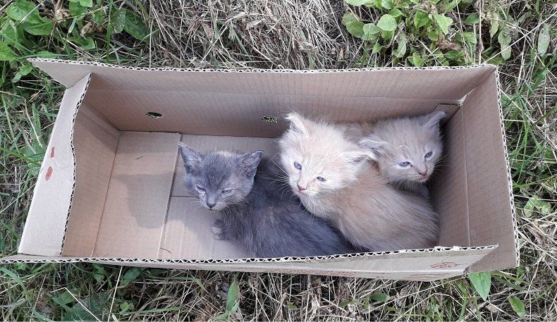 Котят выкинули в коробке на оживленной трассе в Карелии