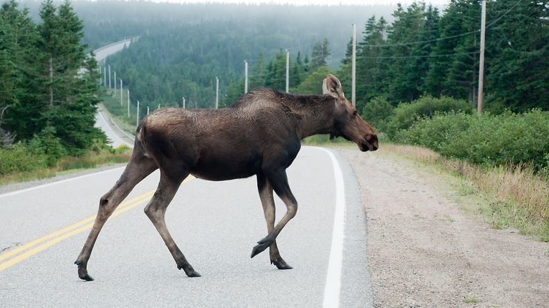 Еще одного лося сбили вчера в Карелии