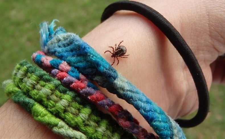 Один человек заболел клещевым энцефалитом за неделю