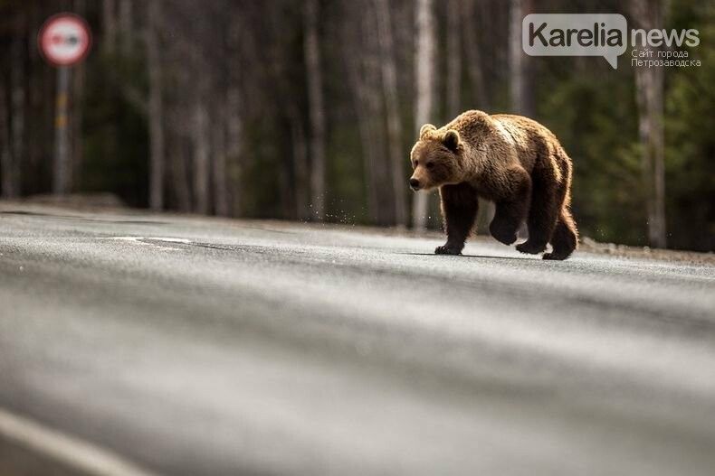Опять ягоды виноваты. В Минприроды объяснили, почему медведи гуляют по городам Карелии