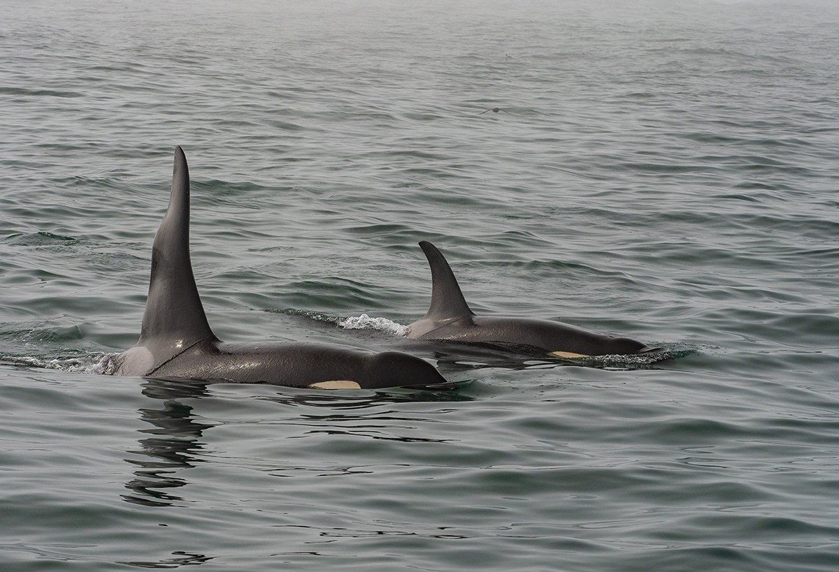 Петрозаводский фотограф искупался с касатками и тюленями на Камчатке