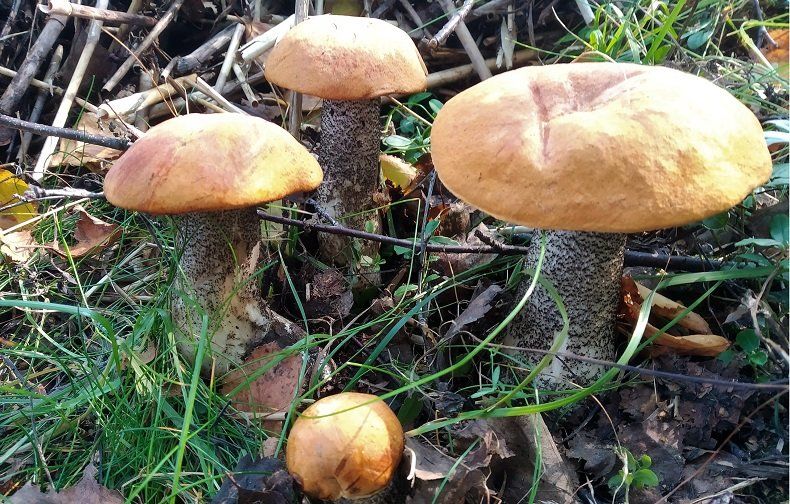 Жители Карелии хвастаются в соцсетях урожаем грибов