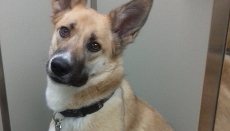 Зоозащитники в Карелии спасают собаку, которую никто не ищет