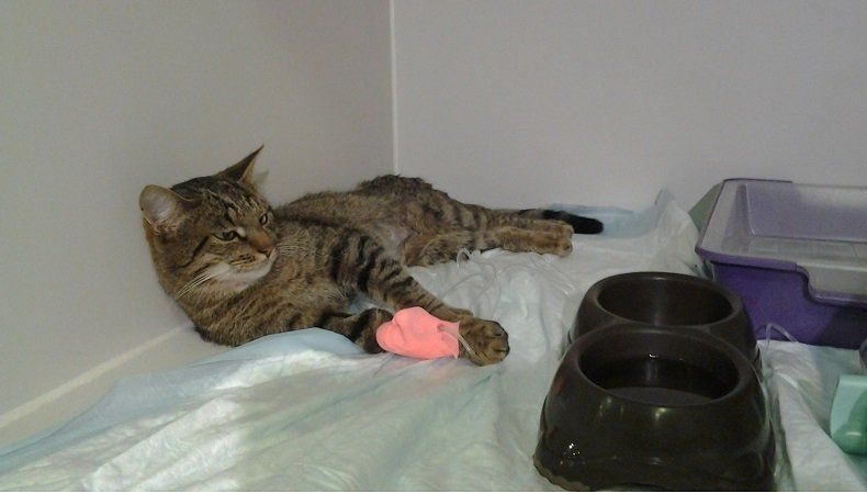 Зоозащитники в Петрозаводске спасают кота, которого замучили дети