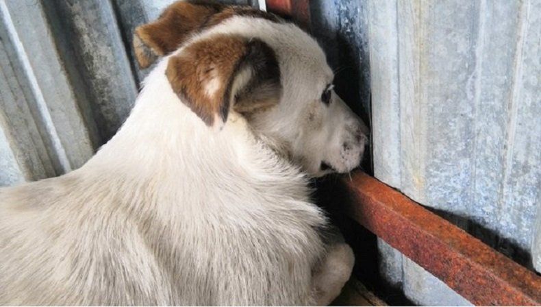 Для бездомных собак в Петрозаводске построят «Улицы «Надежды»