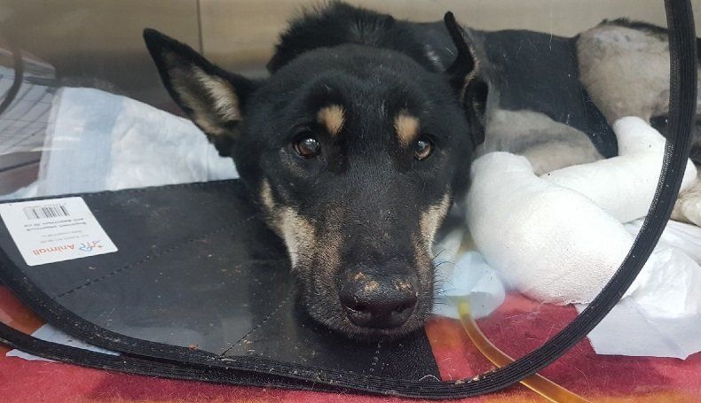 “Она ползла … умирать”… Зоозащитники спасают травмированную собаку. Видео 16+