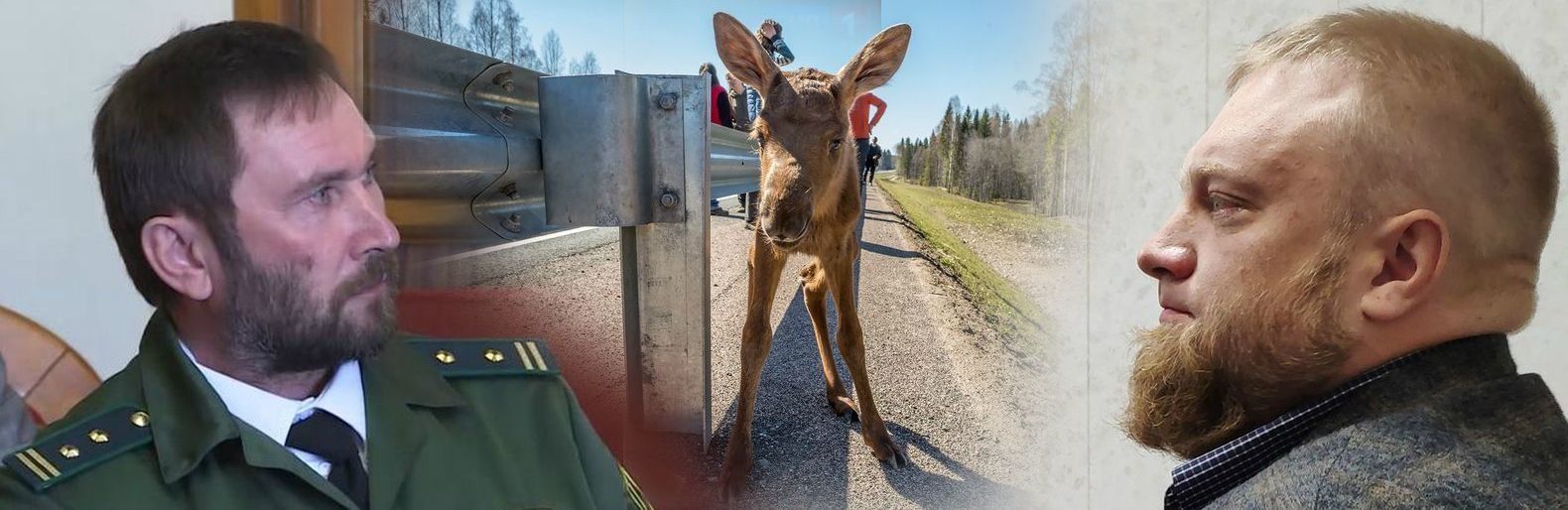 Верховный суд поддержал фотографа Тимина, который пытался спасти лосенка