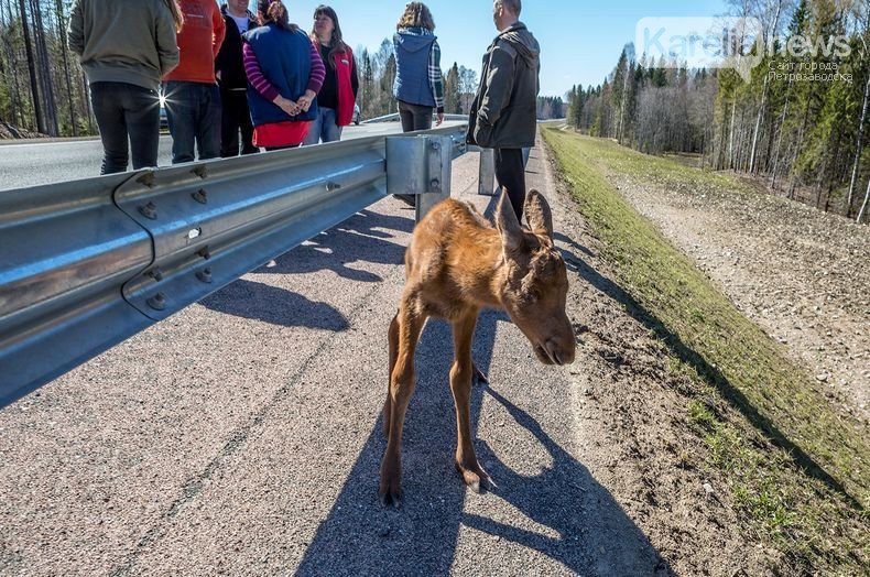 «Мы поддерживаем инспектора». В Минприроды Карелии прокомментировали скандал с лосенком и фотографом