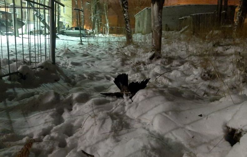 «Произошла экологическая катастрофа». Депутат от Сегежи прокомментировал ЧП в городе