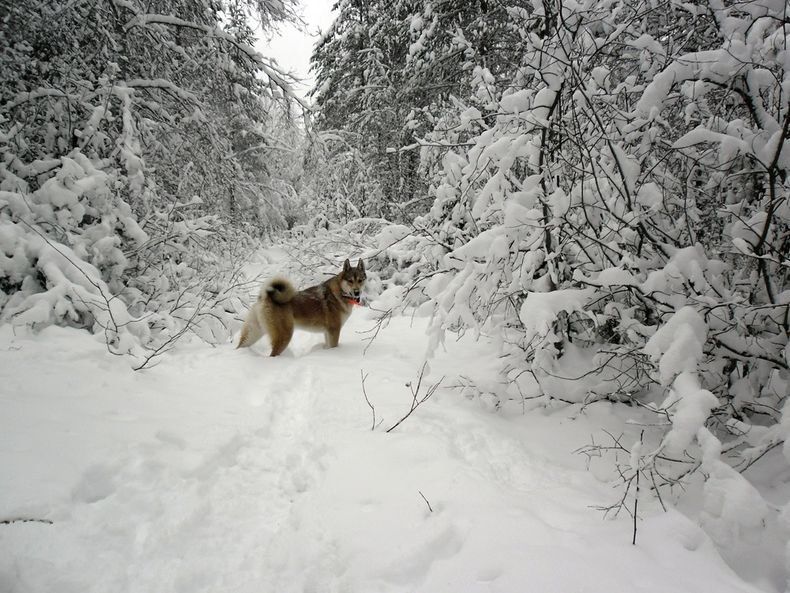 Год Интернета за историю про охоту. Новый конкурс для любителей природы