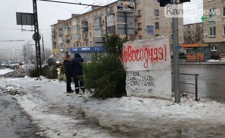 Стали известны цены на ели на новогодних базарах