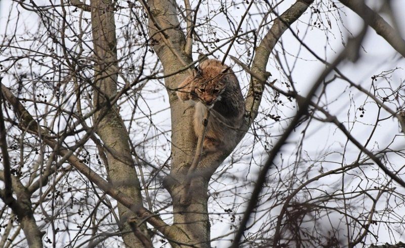 В Олонце развернулась операция по спасению рыси, забравшейся на дерево в центре города