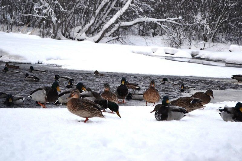 На Лососинке пересчитают зимующих водоплавающих птиц