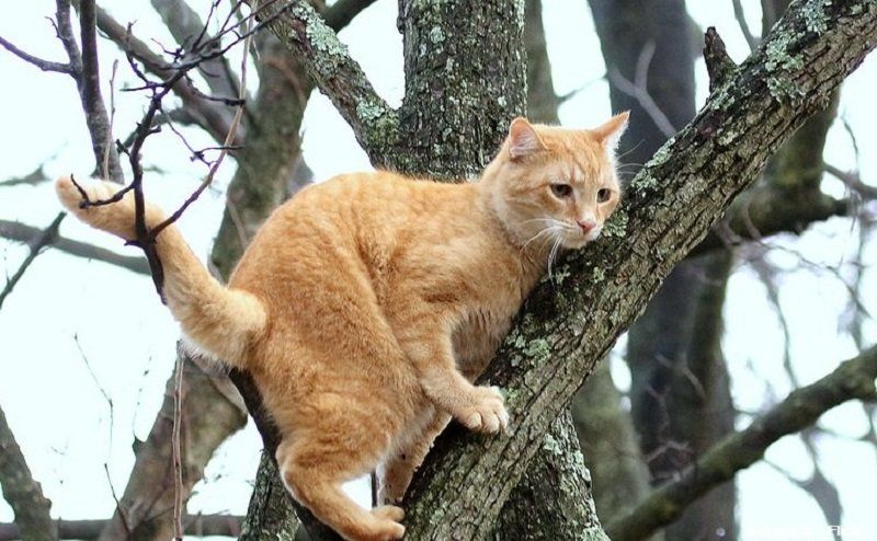 Истошно мяукая, кот несколько суток просидел на дереве. Люди проходили мимо…