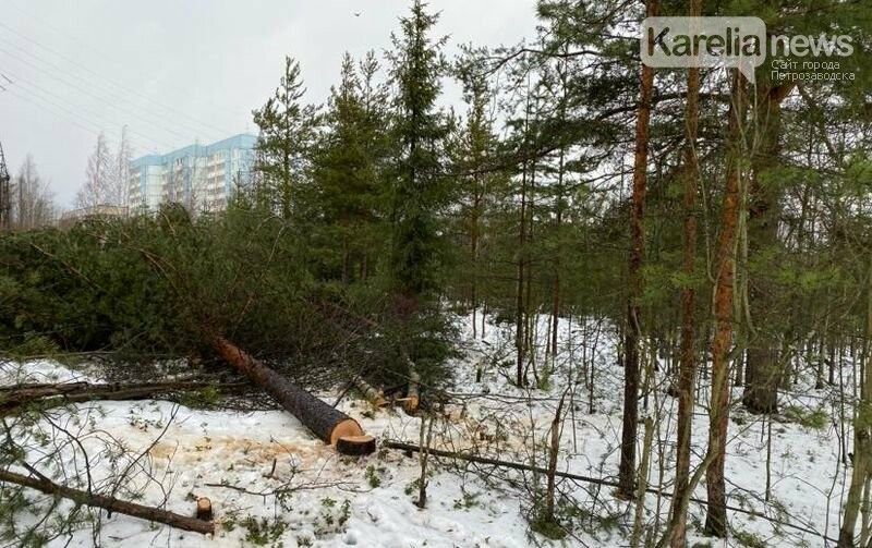 В Петрозаводске на Ключевой у карьера начали массово вырубать лес