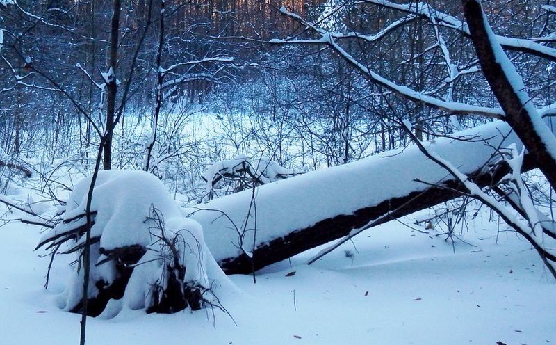 Дерево насмерть задавило мужчину в дачном кооперативе в Карелии