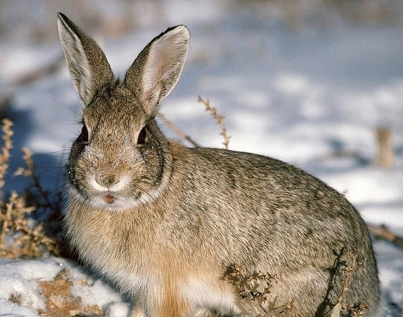 Рекомендуем зонт, варежки и чувство юмора: прогноз погоды на 7 мая