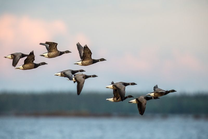 Минприроды не выпускает охотинспекторов на защиту леса от браконьеров