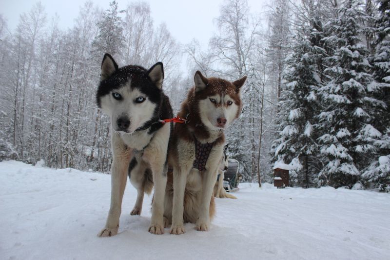 90 ездовых собак в туркомплексе Карелии из-за карантина рискуют остаться без еды
