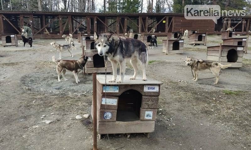 На беде 90 ездовых собак пытаются нажиться мошенники
