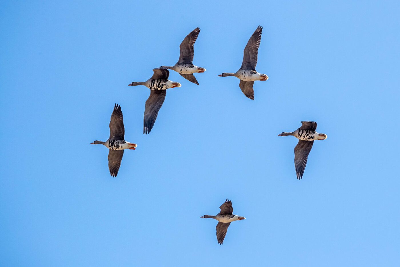 В Олонец прилетели гуси, а поселках Прионежья гуляют кабаны