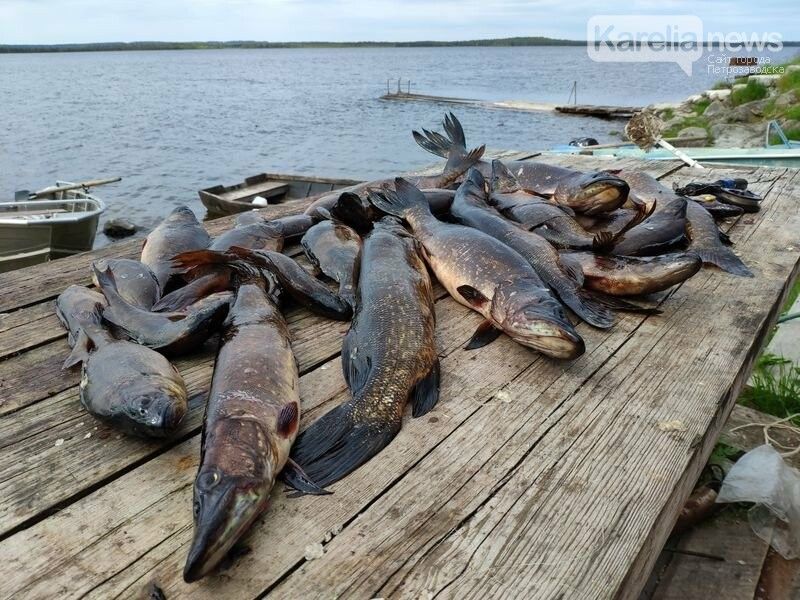 Рыбакам-любителям могут разрешить продавать рыбу