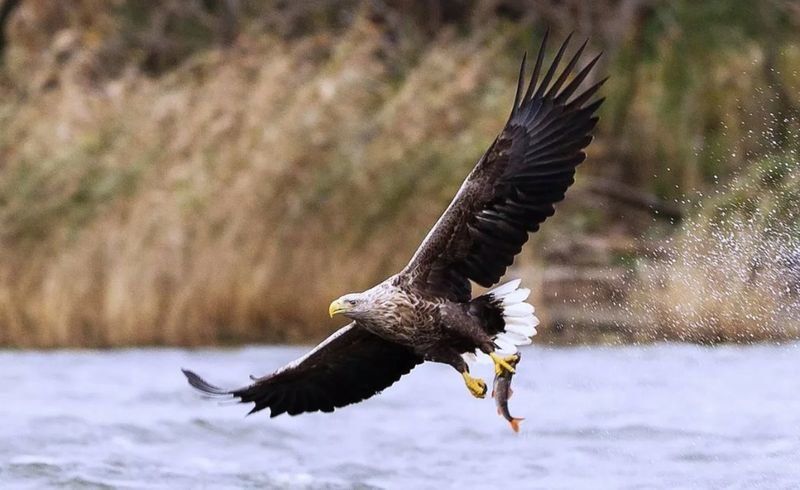 Сразу пять орланов-белохвостов попало в видеоловушку в Карелии