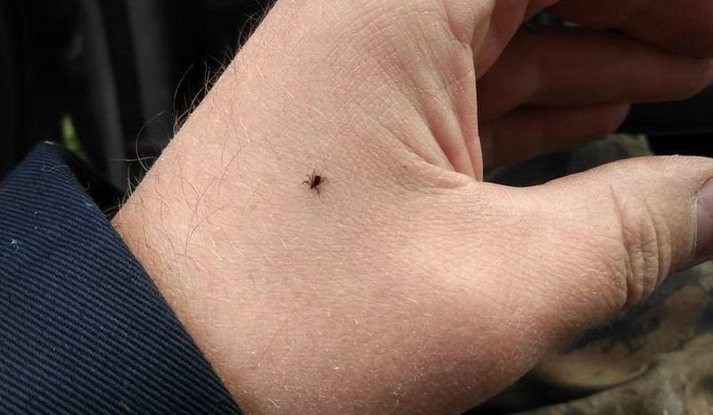 Клещи покусали уже более 80 человек