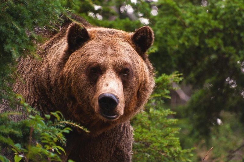 В Карелии открыли сезон охоты на медведя. Выяснили, как долго он продлится