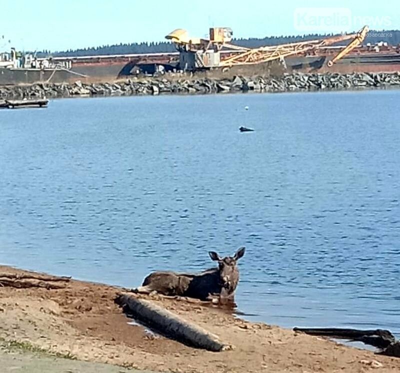 Сотрудникам Минприроды не удалось спасти лося, который пришел в Петрозаводск
