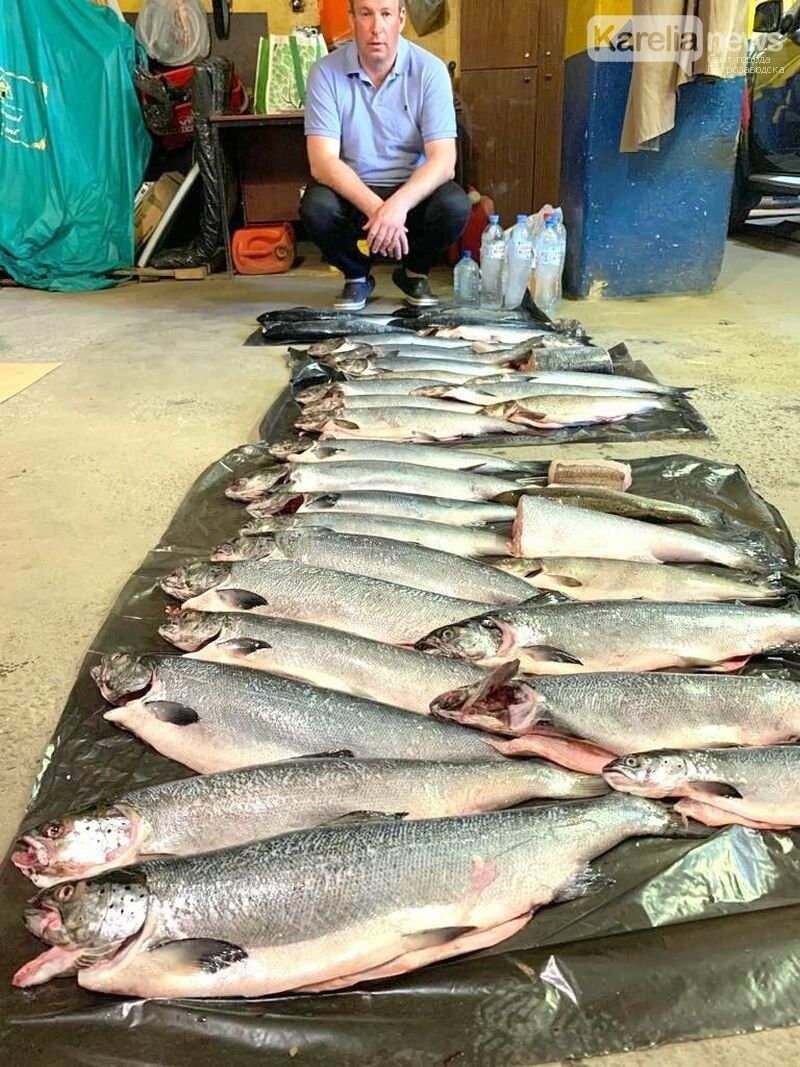 Браконьеры массово истребляют только что возвращенного в Красную книгу онежского лосося