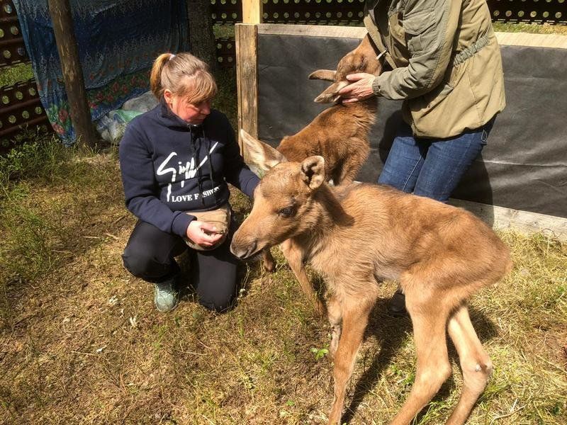 Зоозащитники выходили подброшенных на карельскую турбазу лосят