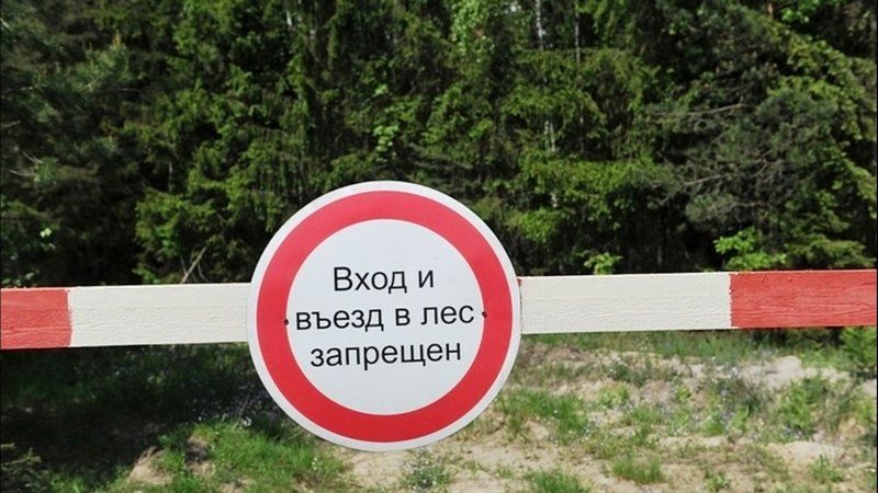 В Карелии введены ограничения на пребывание в лесу: в чем причина и что грозит нарушителям