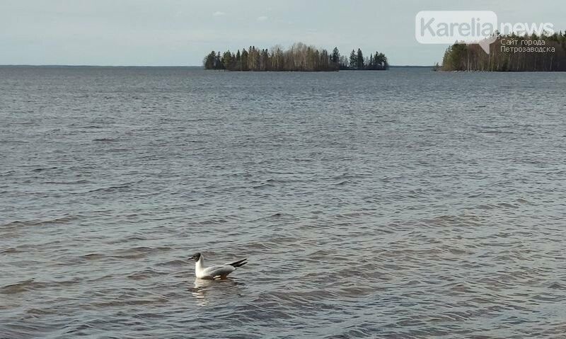Мужчина утонул в Онежском озере, отмечая свой день рождения