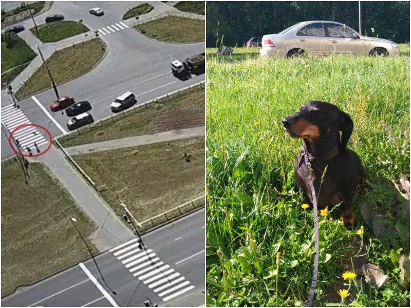 «Ричик был членом семьи»: водитель сбил на переходе гулявшего на поводке пса и уехал
