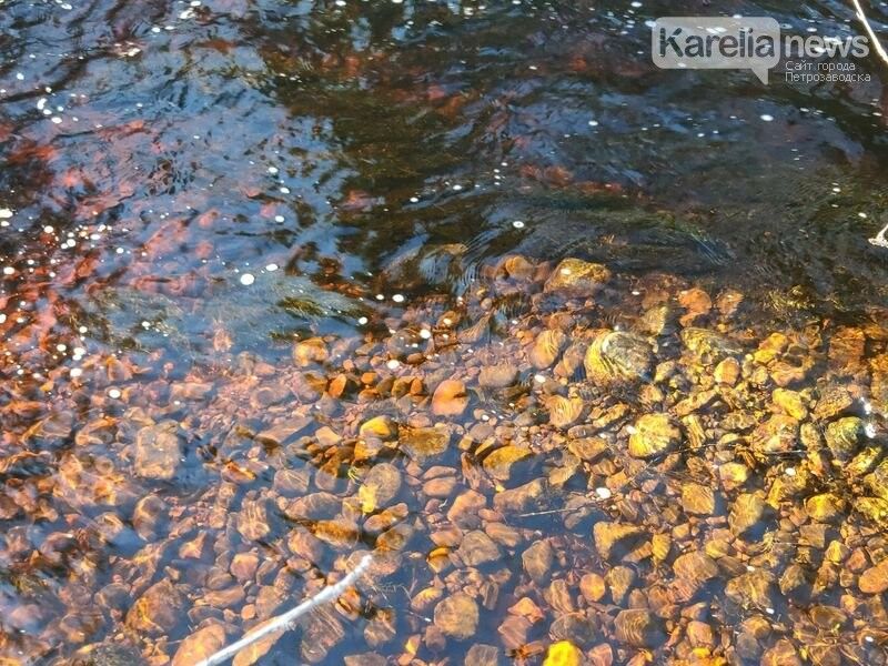 Женщина скончалась после купания в лесном озере в Карелии