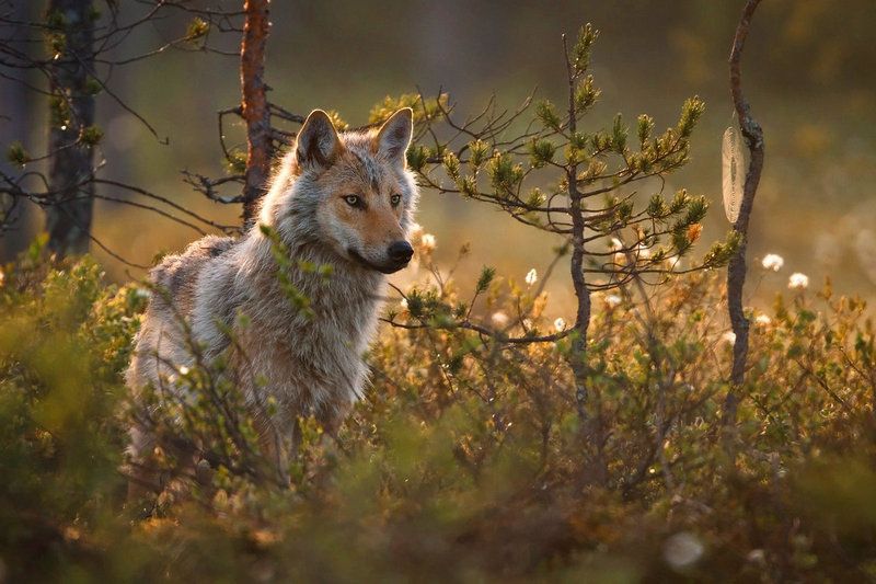 Под Петрозаводском убили волка, державшего в страхе дачников