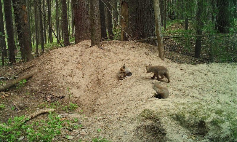 Лисица с семейством заняли нору барсука в национальном парке в Карелии
